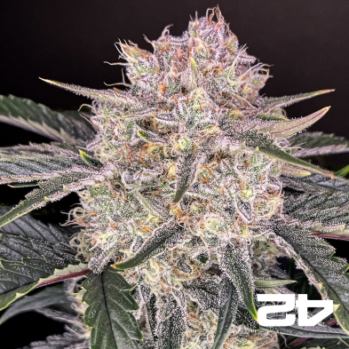 Strawberry Gorilla Auto – Potente autofiorente | GB The Green Brand