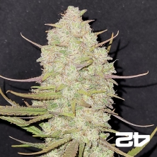 Tropicana Cookies Auto- GB The Green Brand