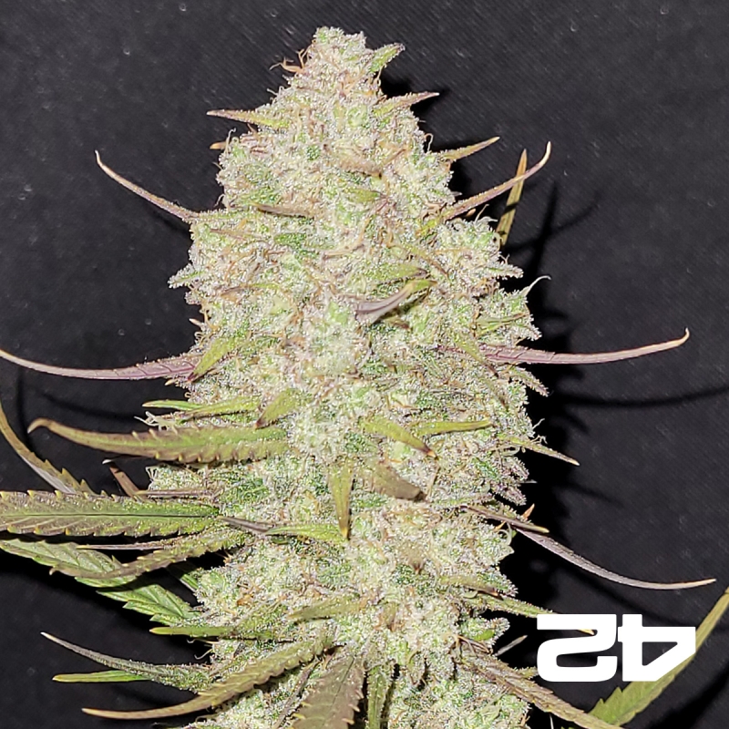 Tropicana Cookies Auto- GB The Green Brand