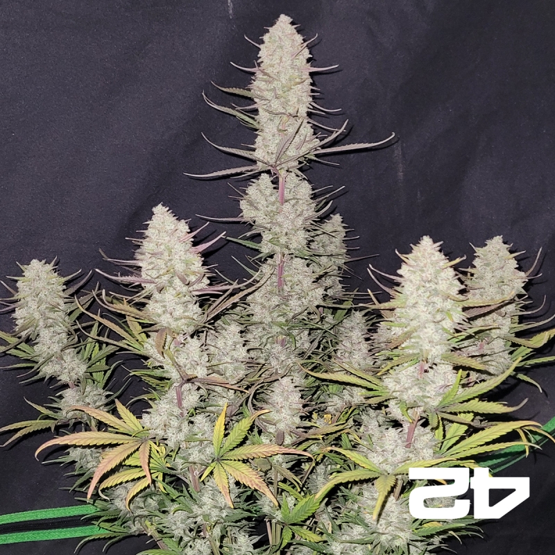 Tropicana Cookies Auto- GB The Green Brand