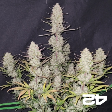 Tropicana Cookies Auto- GB The Green Brand