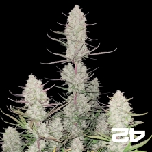 Tropicana Cookies Auto- GB The Green Brand
