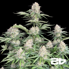 Visualizzazione Moby Dick Auto Fast Buds - GB The Green Brand