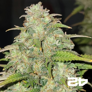Moby Dick Auto Fast Buds - GB The Green Brand