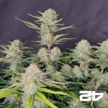 Apricot Auto de Fast Buds - GB The Green Brand