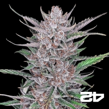 Gorilla Punch Auto Fast Buds - GB The Green Brand