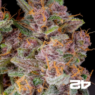 Gorilla Punch Auto Fast Buds - GB The Green Brand