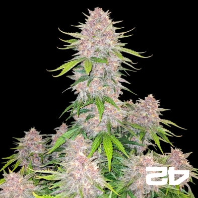 Cherry Cola Auto Fast Buds - GB The Green Brand