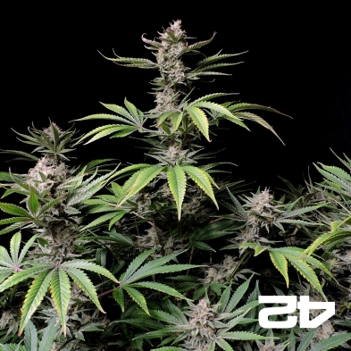 Cherry Cola Auto Fast Buds - GB The Green Brand