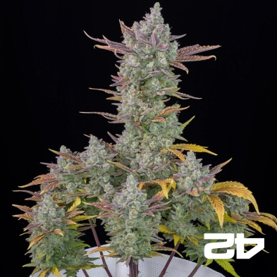 Gorilla Cookies Auto Fast Buds - GB The Green Brand