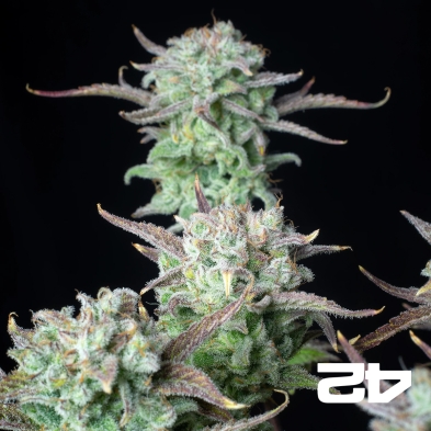 Strawberry Banana Auto Fast Buds - GB The Green Brand