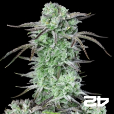 Strawberry Banana Auto Fast Buds - GB The Green Brand