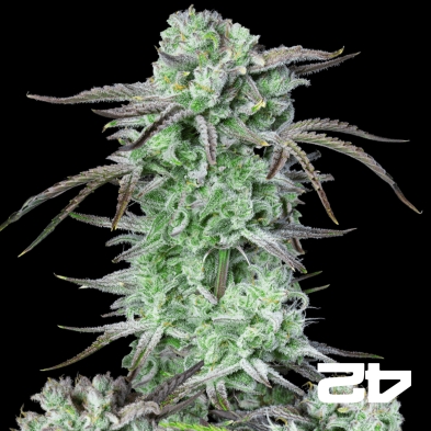 Strawberry Banana Auto Fast Buds - GB The Green Brand
