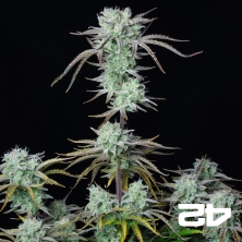Strawberry Banana Auto Fast Buds - GB The Green Brand