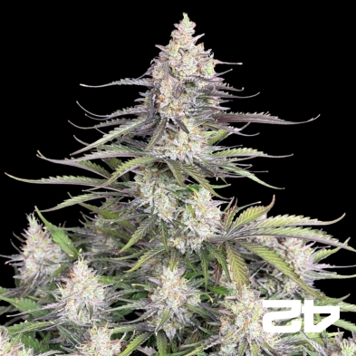Trainwreck Auto Fast Buds - Semi GB The Green Brand