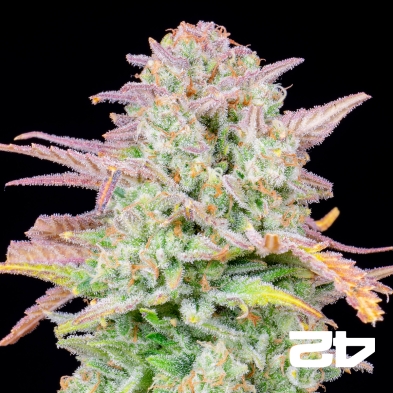 Trainwreck Auto Fast Buds - Semi GB The Green Brand