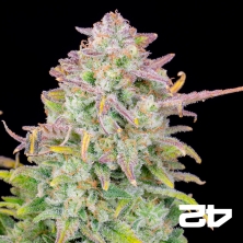 Trainwreck Auto Fast Buds - Semi GB The Green Brand