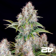 Visualizzazione Cinderella Auto di Fast Buds - Semi economici