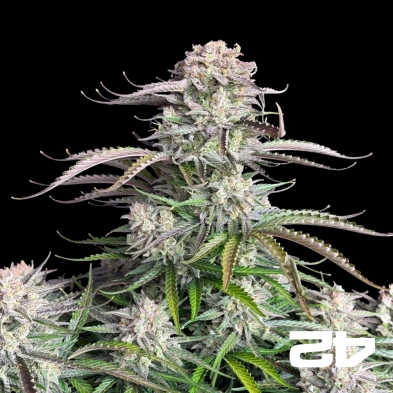 Blueberry Auto Fast Buds - Semi economici