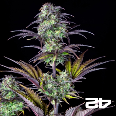Blueberry Auto Fast Buds - Semi economici