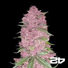 Visualizzazione Purple Lemonade Auto del banco Fast Buds