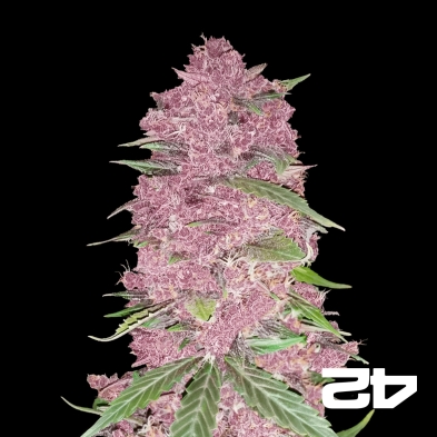 Purple Lemonade Auto del banco Fast Buds