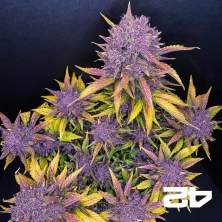 Purple Lemonade Auto del banco Fast Buds