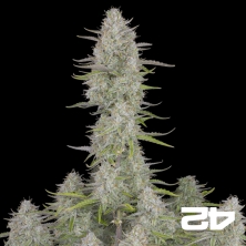 Wedding Cheesecake Auto del banco Fast Buds