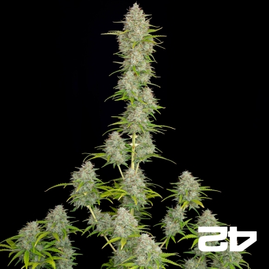 Orange Sherbet Auto semi del banco Fast Buds
