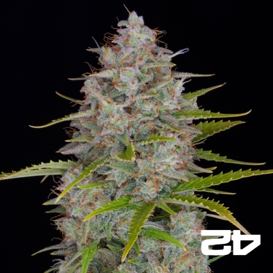 Orange Sherbet Auto semi del banco Fast Buds