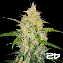 Zkittlez Auto Fast Buds American Autoflowers.