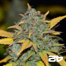 Gelato Auto di Fast Buds American Autoflowers