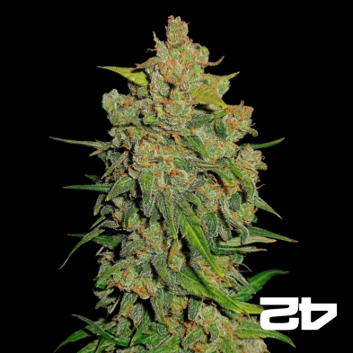 Lemon AK Auto Fast Buds American Autoflowers.