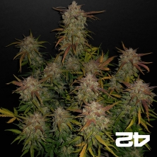 Lemon AK Auto Fast Buds American Autoflowers.