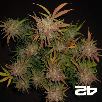 Lemon AK Auto Fast Buds American Autoflowers.