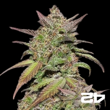 Visualizzazione Semi Smoothie Auto del banco Fast Buds.