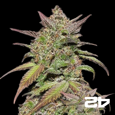 Semi Smoothie Auto del banco Fast Buds.