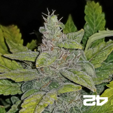 CBD Auto 1:1 (CBD Crack) di Fast Buds autofiorente.