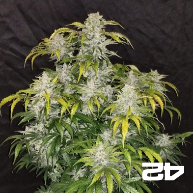 CBD Auto 1:1 (CBD Crack) di Fast Buds autofiorente.