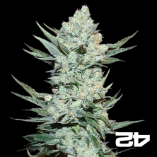 Visualizzazione Tangie Auto di Fast Buds American Autoflower