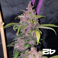 LSD-25 di Fast Buds American Autoflowers