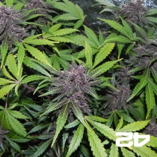 LSD-25 di Fast Buds American Autoflowers