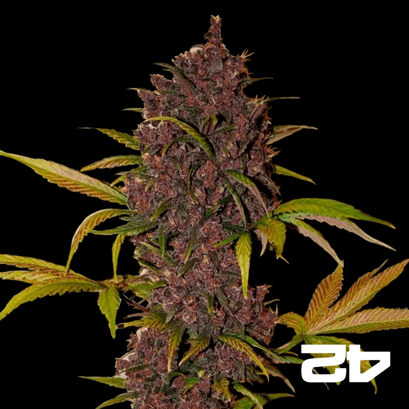 LSD-25 di Fast Buds American Autoflowers