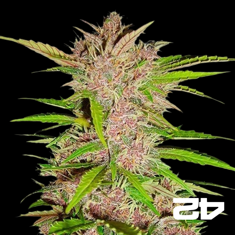 Fastberry Auto femminizzata Fast Buds
