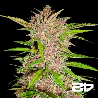 Fastberry Auto femminizzata Fast Buds