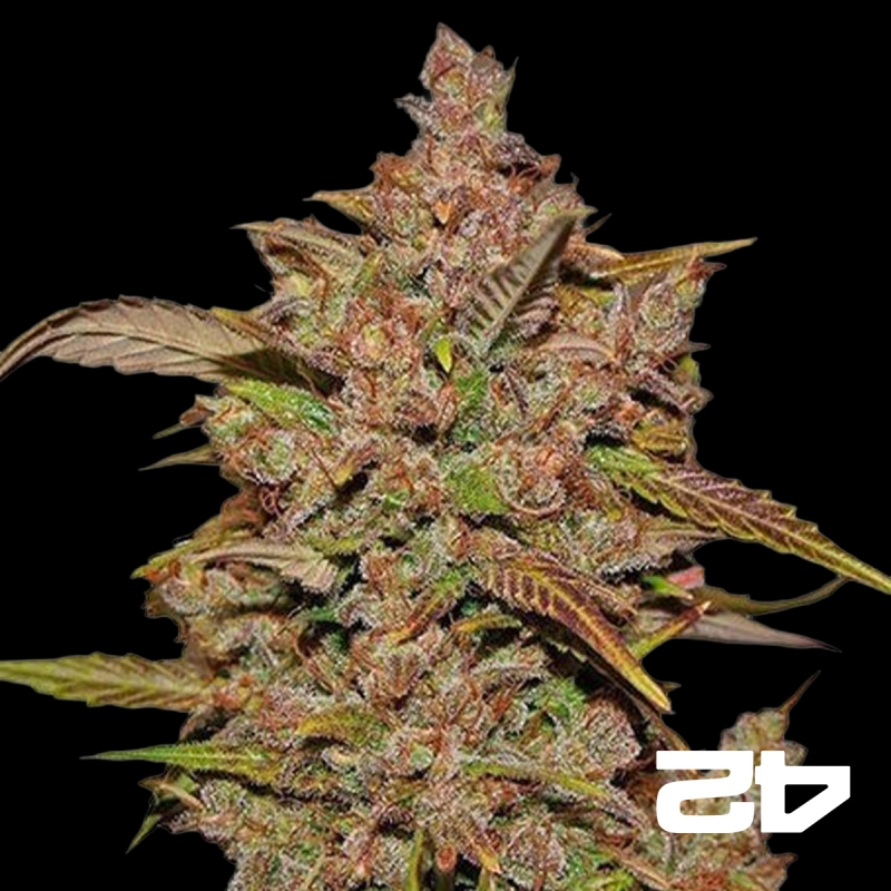 Crystal Meth Auto femminizzata Fast Bud