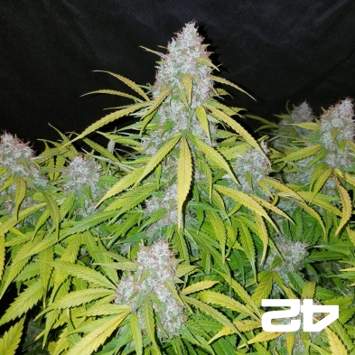 Californian Snow Auto fem. di Fast Buds