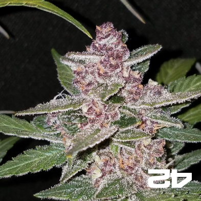 Black Berry Auto femminizzata Fast Buds