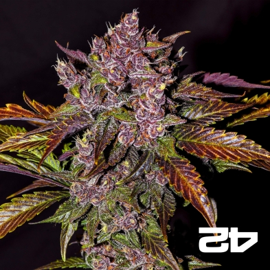 Black Berry Auto femminizzata Fast Buds