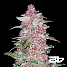 Black Berry Auto femminizzata Fast Buds